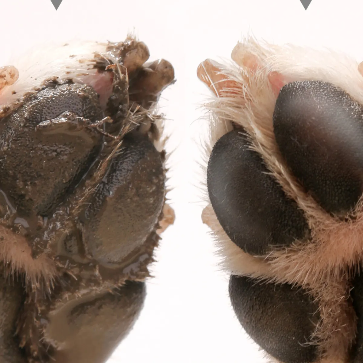 Imagem Adicional do Produto